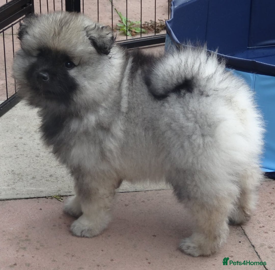 Keeshond dogs for sale: Stunning male Keeshond Puppy ready to go - Image 16