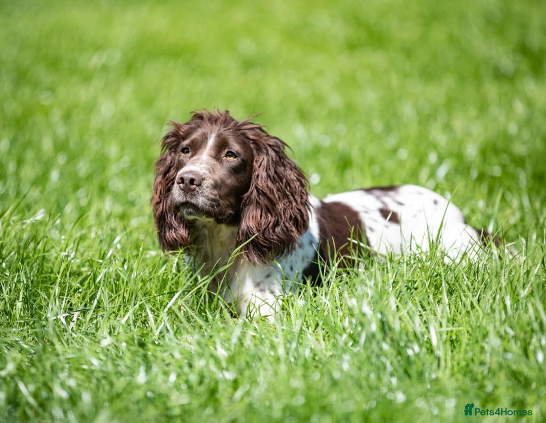 English Springer Spaniel dogs for sale: HEALTH TESTED liver & white springer spaniels  - Image 7