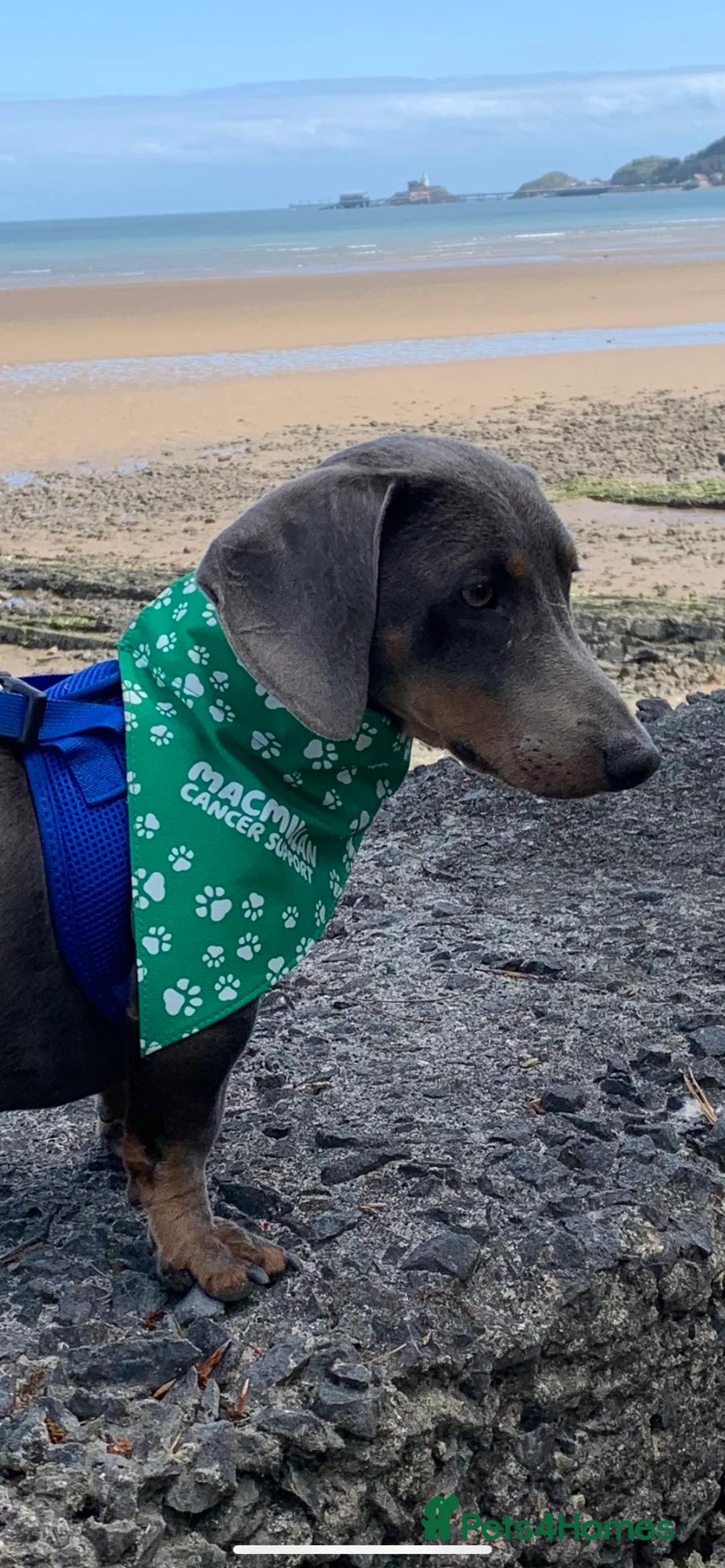 Dachshund dogs for stud: Blue Dachhund Proven Stud & Isabella cream stud, in Swansea - Advert 26