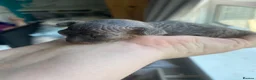 Sphynx cats for sale: Sphinx babies - Advert 11