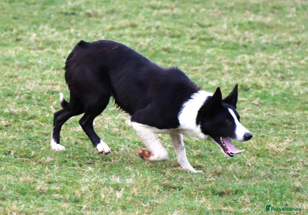 Mixed Breed dogs for sale: 🐾 Jack Russell x Border Collie Puppies  - Image 39