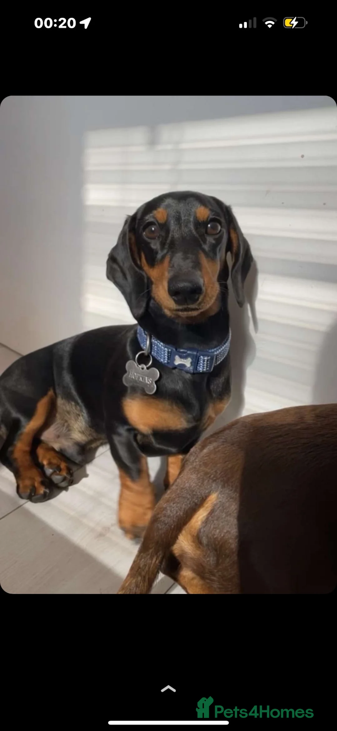 Dachshund dogs for stud: Smooth mini Dachshund  - Advert 1