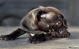 Staffordshire Bull Terrier dogs for sale: Kc registered Staffords  - Image 5