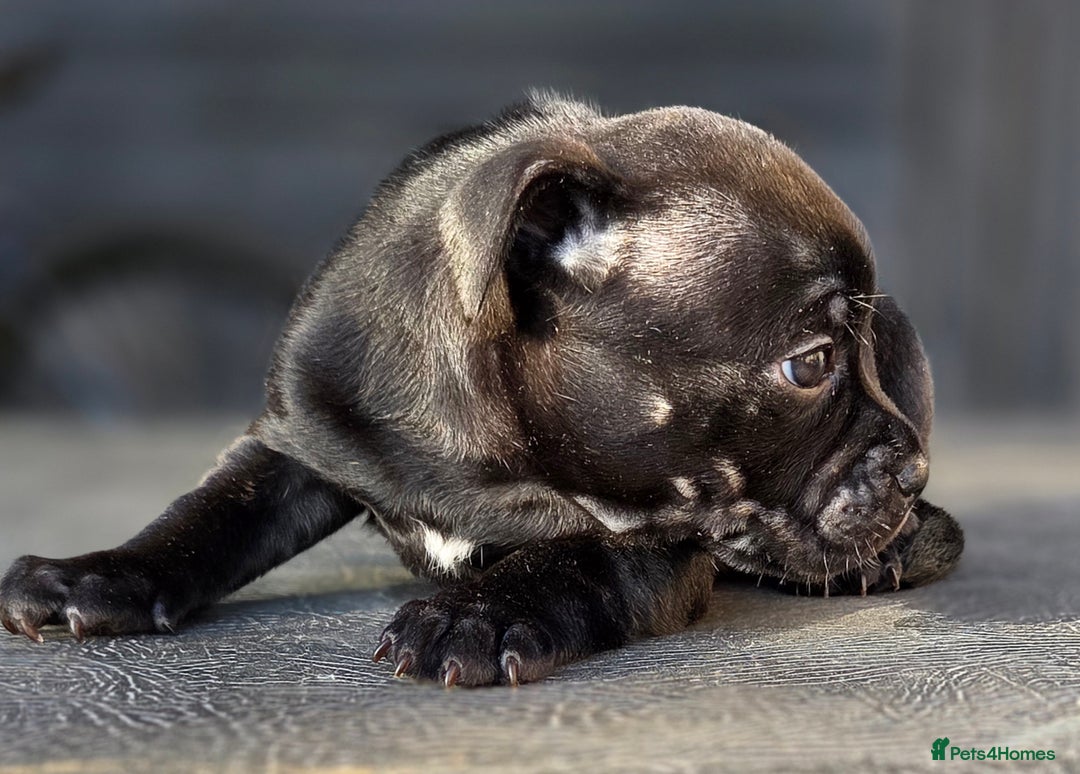 Staffordshire Bull Terrier dogs for sale: Kc registered Staffords  - Image 5