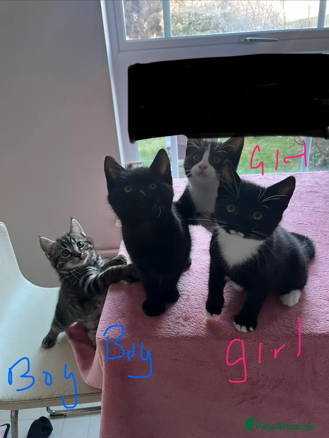 Mixed Breed cats for sale: 4 x Beautiful Playful Kittens Ready NOW - Advert 3