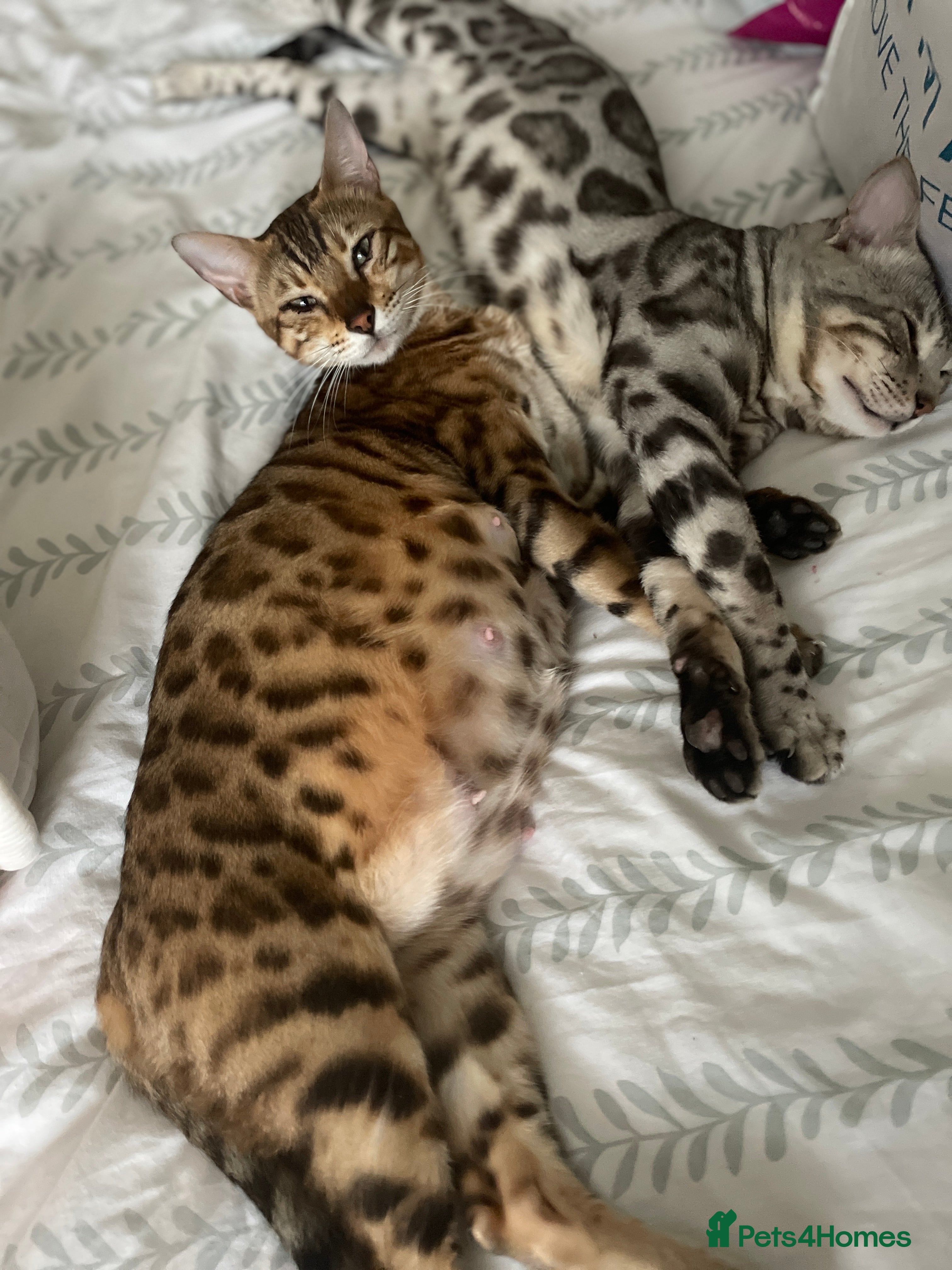 Bengal cats Pure Bengal Kittens  - Advert 2