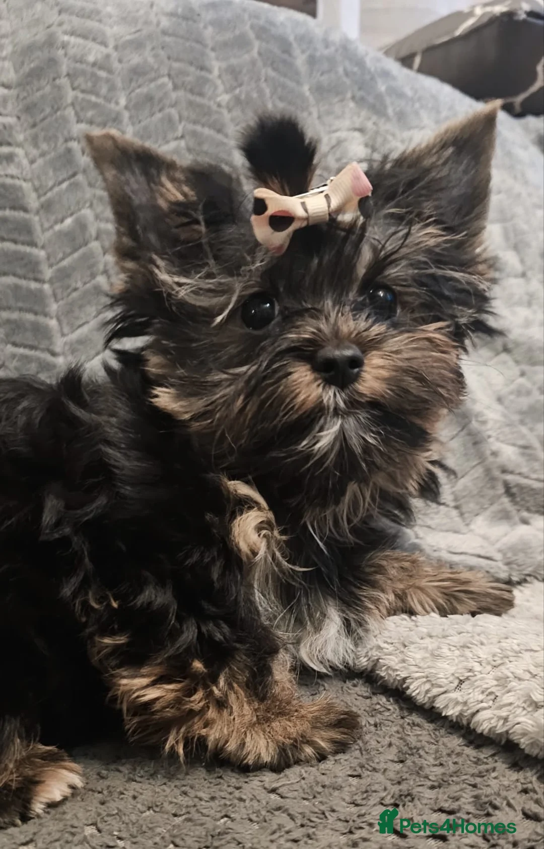 Yorkshire Terrier dogs for sale: Beautiful little Girl 💕Tiny Yorkshire Terrier  - Advert 2
