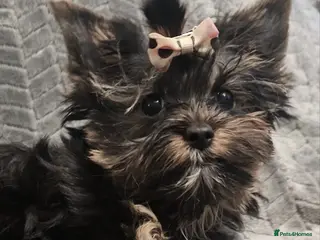 Yorkshire Terrier dogs Girl 🥰Tiny Yorkshire Terrier - Advert 3