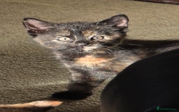Mixed Breed cats for sale: 4 calico girls for sale  - Image 8