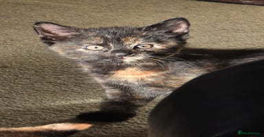 Mixed Breed cats - Advert 11