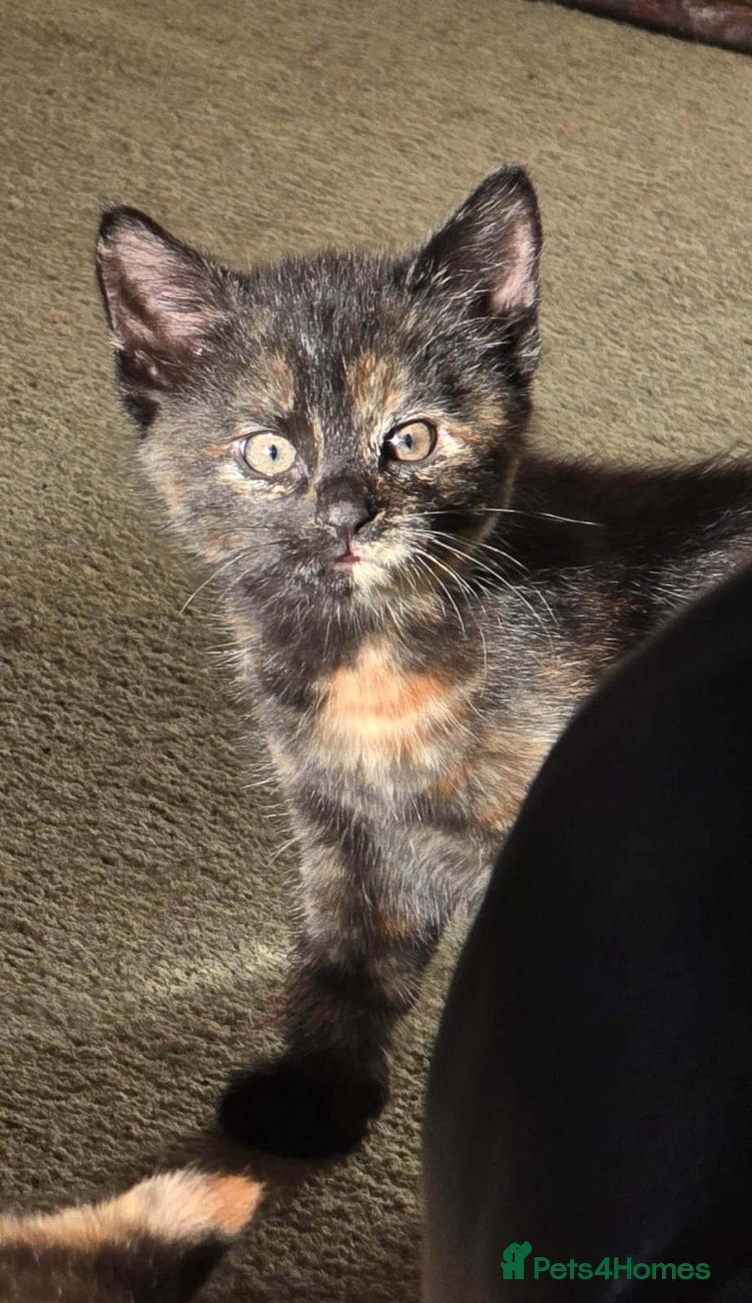 Mixed Breed cats for sale: 4 calico girls for sale  - Image 8