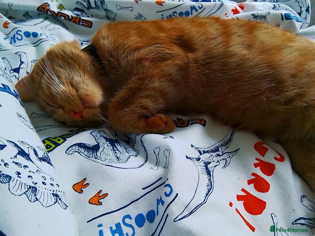 Mixed Breed cats for sale: Cats 🥰 - Advert 6