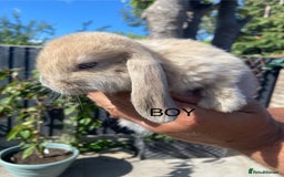 Mini Lop rabbits for sale: Mini Lops ready now - Image 4