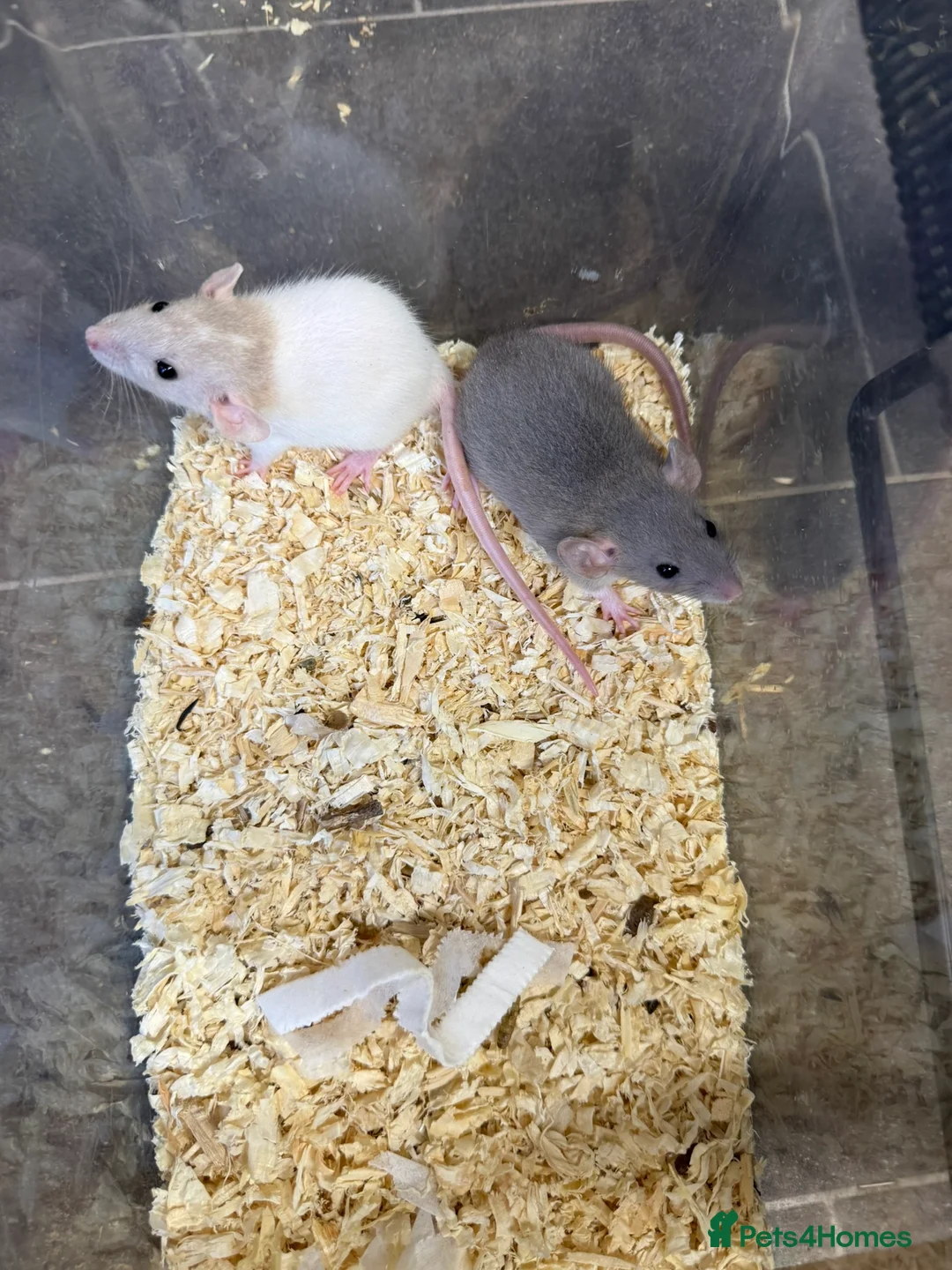 Rat rodents for sale: Dwarf Rats - Advert 24