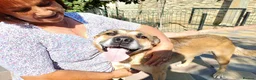 Mixed Breed dogs for adoption: ROMEO, a gentle and handsome Boy for a Loving Home - Advert 7
