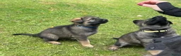 German Shepherd dogs for sale: STRAIGHT BACKED WORKING / PROTECTION DOGS - Advert 5