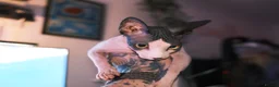 Sphynx cats for sale: Sphynx Kitten in Leeds - Advert 3