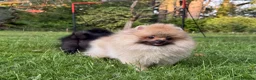 Pomeranian dogs for sale:  Teddy Bear Pomeranian Puppies - Advert 23