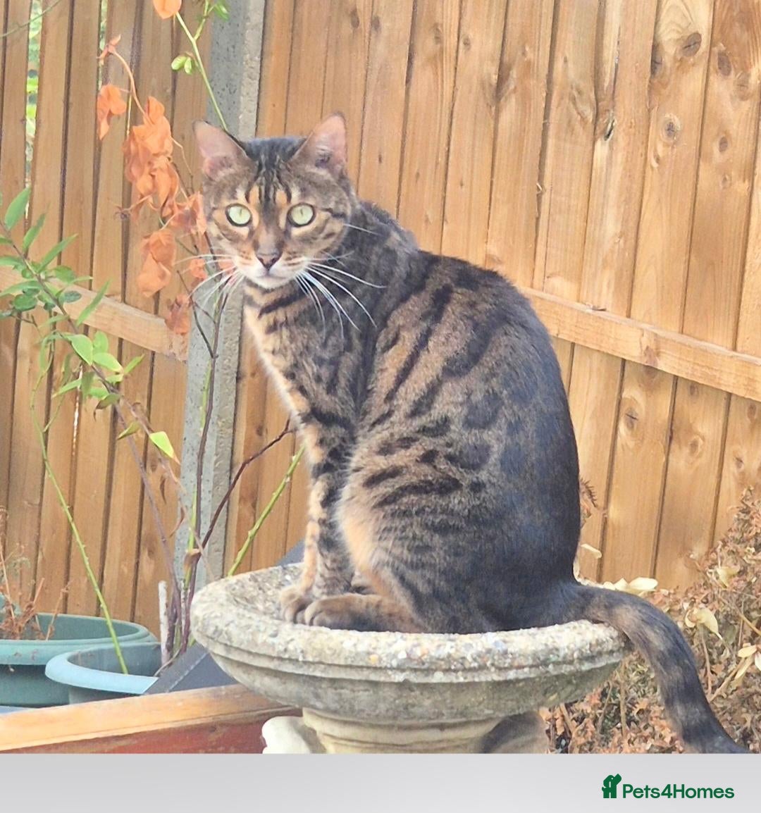 Bengal cats Looking for her forever home  - Advert 7