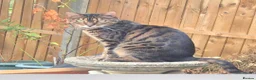 Bengal cats for sale: Looking for her forever home  - Advert 1