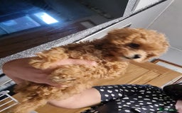 Toy Poodle dogs for sale: Tiny kc Russian background toy poodle poppies  - Image 37