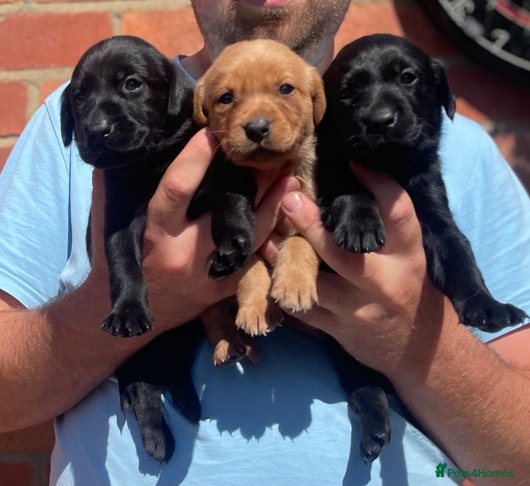 Labrador Retriever dogs for sale: Working Labrador Puppies - Image 6