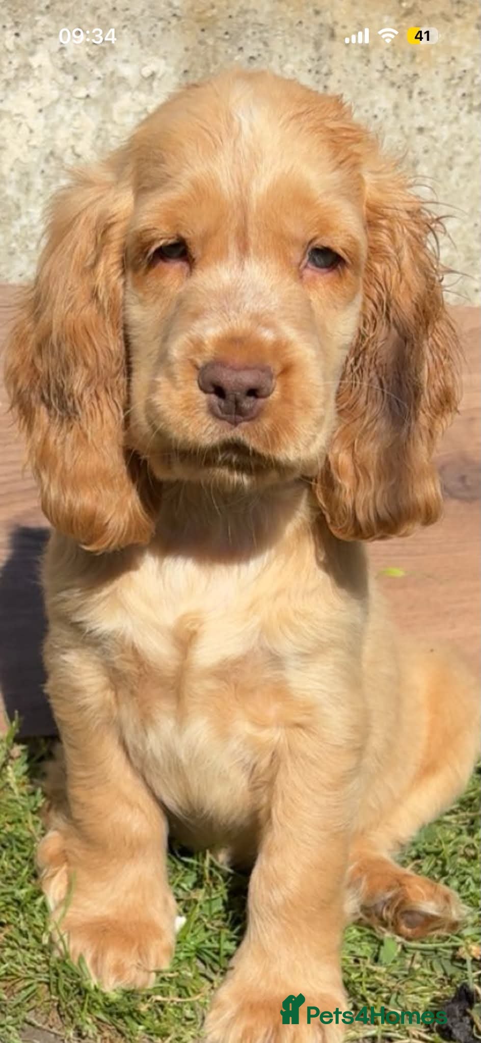 Cocker Spaniel dogs Show type KC registered cocker spaniels  - Advert 2