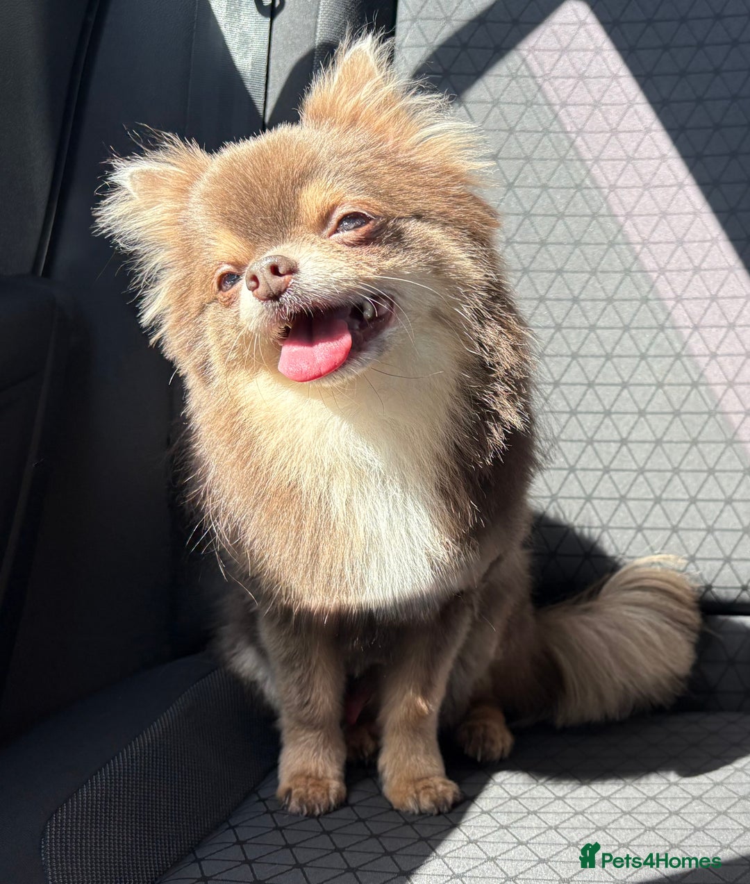 Chihuahua dogs for stud: Long Coat KC Lilac & Tan Proven Stud in Washington - Advert 1