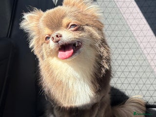 Chihuahua dogs in Washington - Advert 4