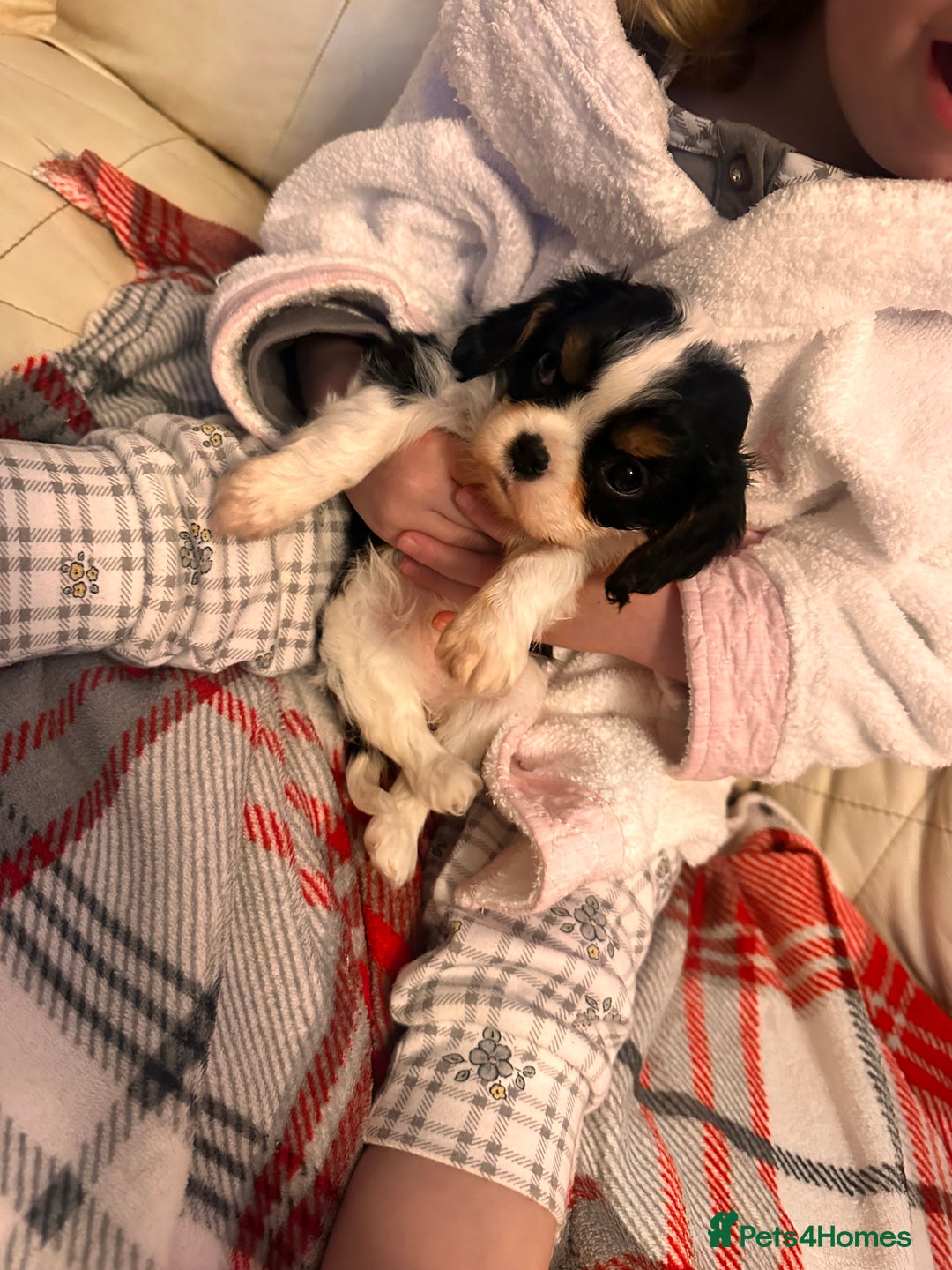 Cavalier King Charles Spaniel dogs for sale: Cavalier King Charles puppy’s  - Advert 30