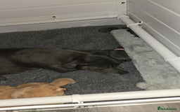 Staffordshire Bull Terrier dogs for sale: Puppies - Image 4