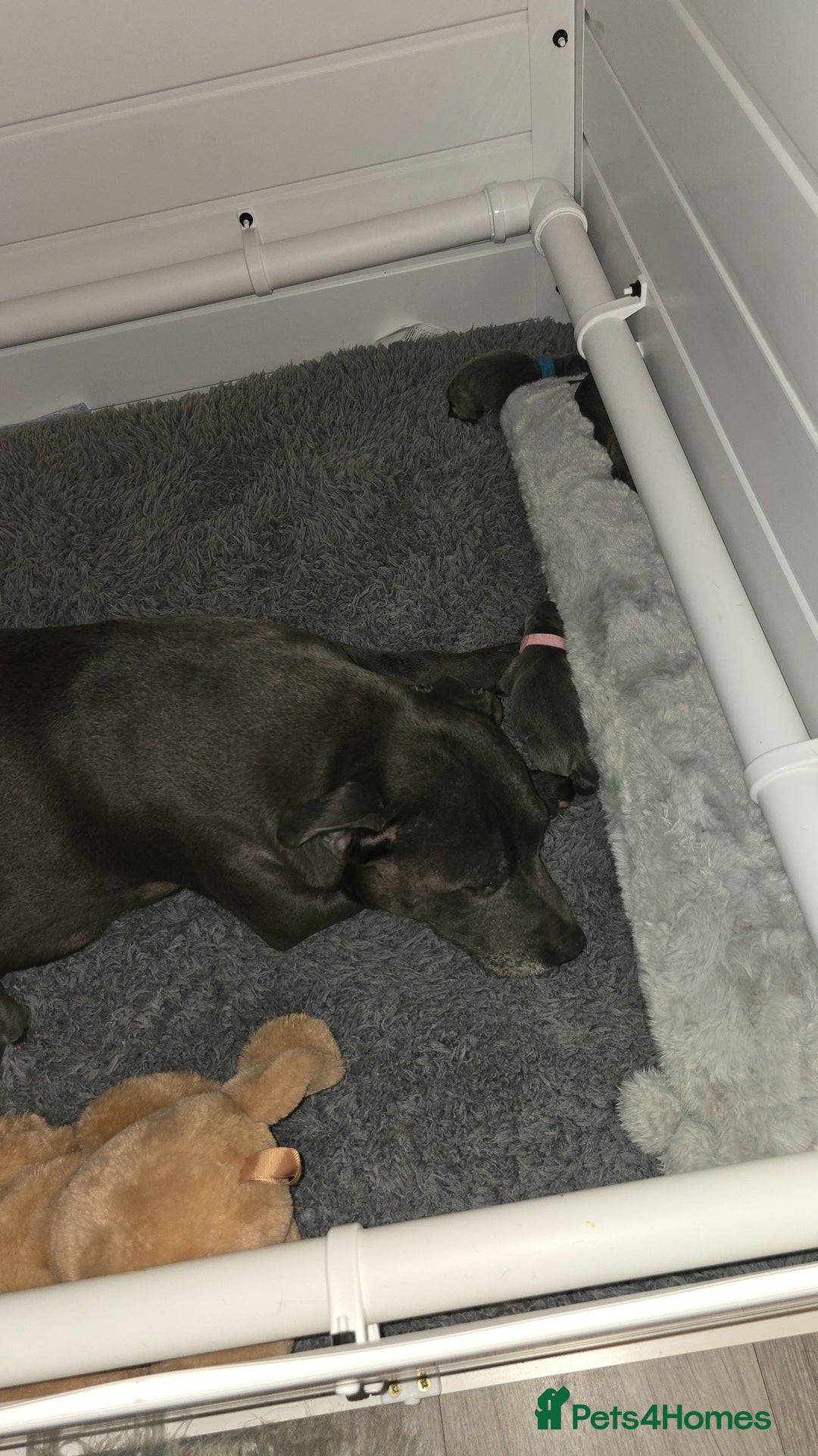 Staffordshire Bull Terrier dogs for sale: Puppies - Image 4