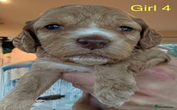 Cockapoo dogs for sale: 9 Beautiful Cockapoo Puppies For Sale - Image 9