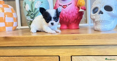 Chihuahua dogs - Advert 7
