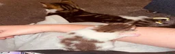 Domestic Shorthair cats for sale: Male kitten  - Advert 14