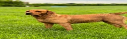 Labrador Retriever dogs for sale: Wonderful KC Litter Fox Red Labradors  - Advert 13