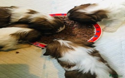 Cava Tzu dogs for sale: 4 stunning cavatzu puppies for sale  - Image 2