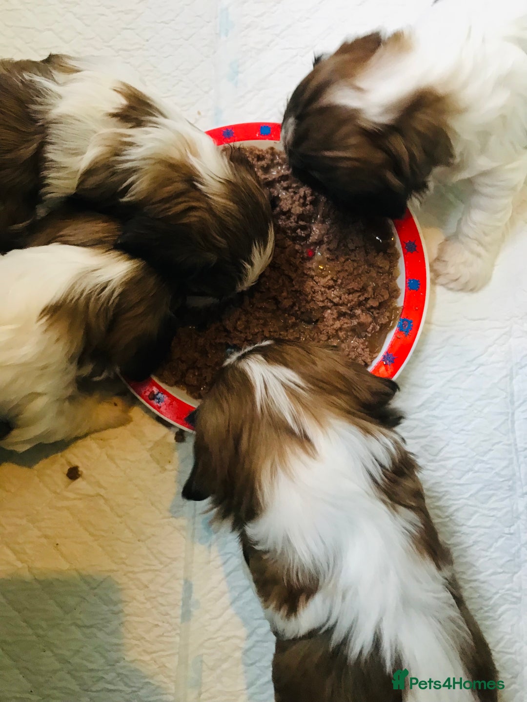Cava Tzu dogs for sale: 4 stunning cavatzu puppies for sale  - Image 2