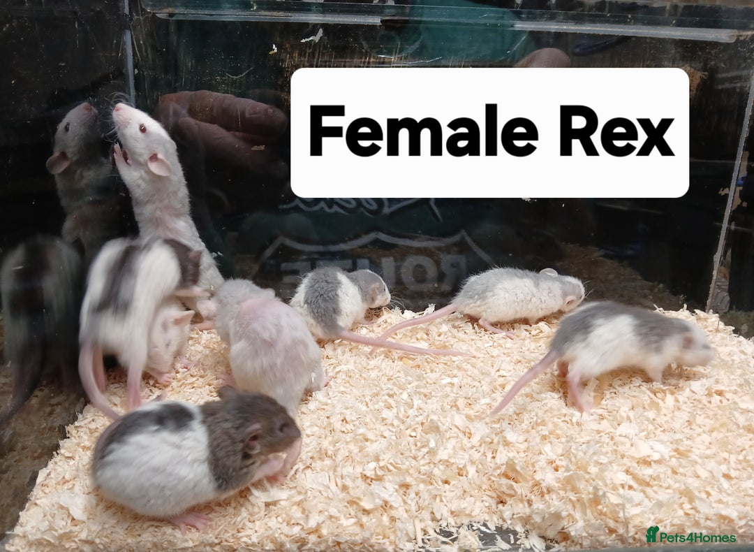 Rat rodents for sale: Baby Dumbo Rats Normal - Rex Furred  - Advert 14