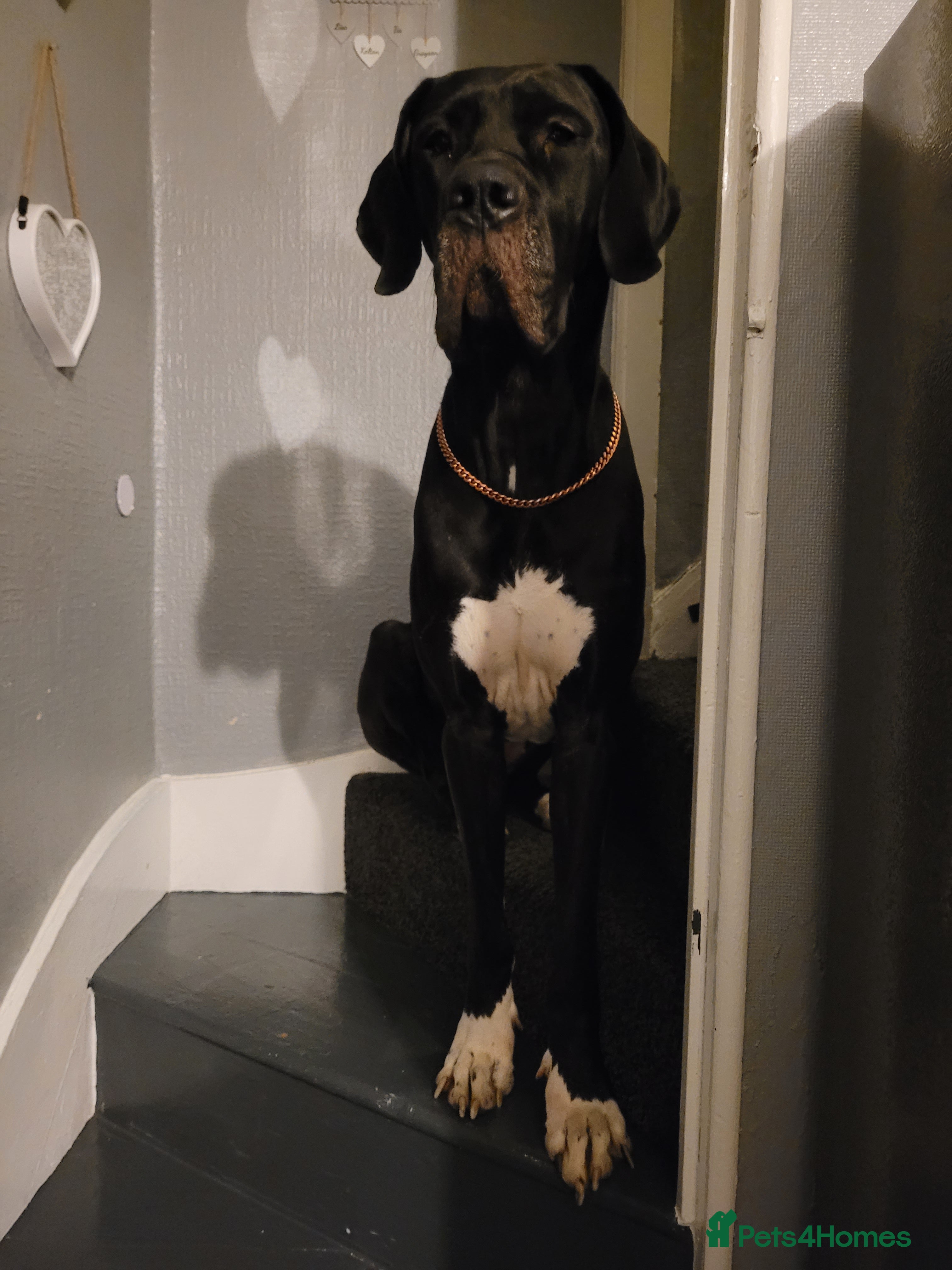 Great Dane dogs Dolcy - Advert 3