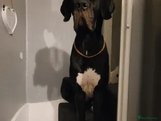 Great Dane dogs Dolcy - Advert 10