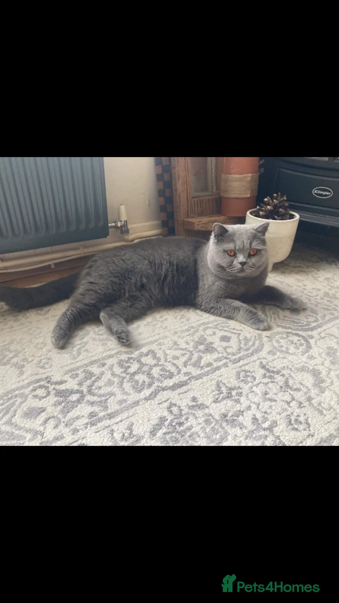British Shorthair cats for sale: 2 British blues  in Leicester - Advert 2