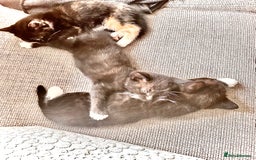 Mixed Breed cats for sale: Delightful mix-breed Siamese-black tabby-kittens - Image 2