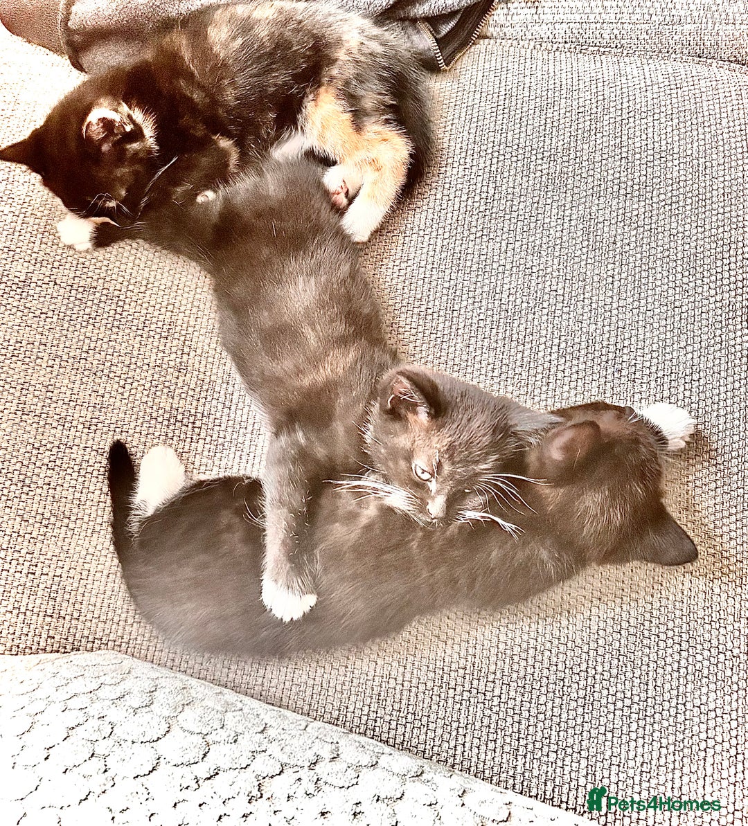 Mixed Breed cats for sale: Delightful mix-breed Siamese-black tabby-kittens - Image 2