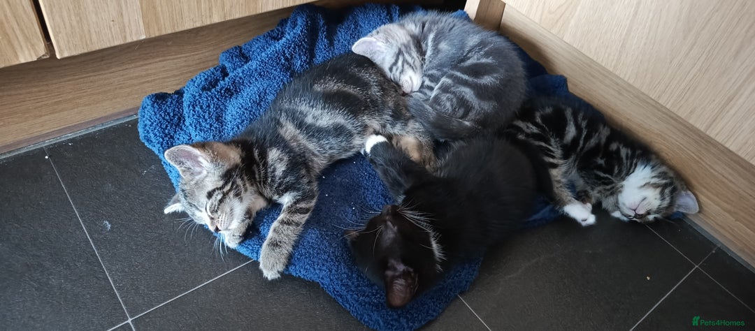 Mixed Breed cats for sale: 3 beautiful kittens looking for their forever home - Image 7
