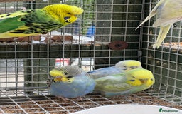 Budgerigars birds for sale: Adorable budgies and cages for sale  - Image 7