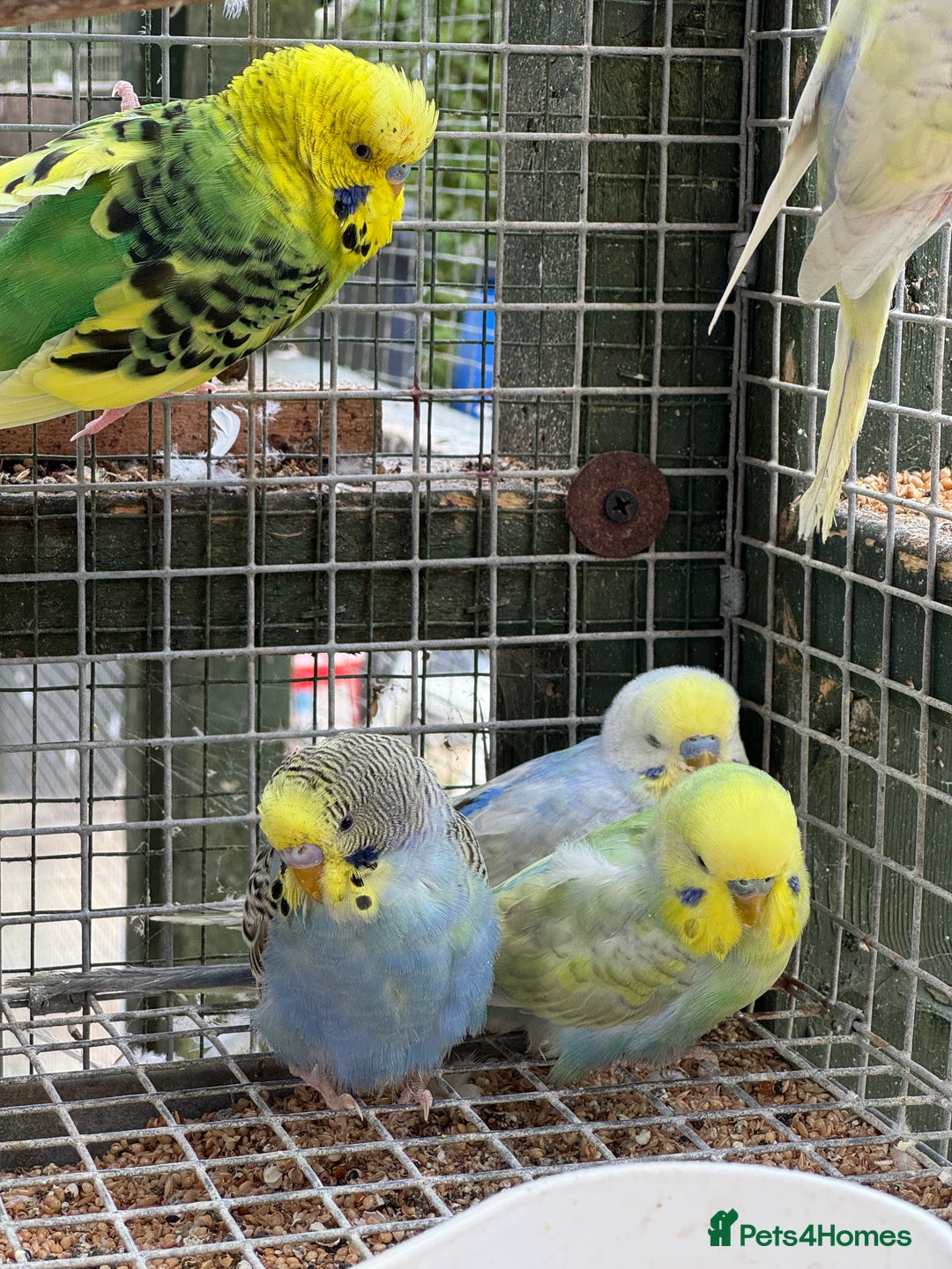 Budgerigars birds for sale: Adorable budgies and cages for sale  - Image 7