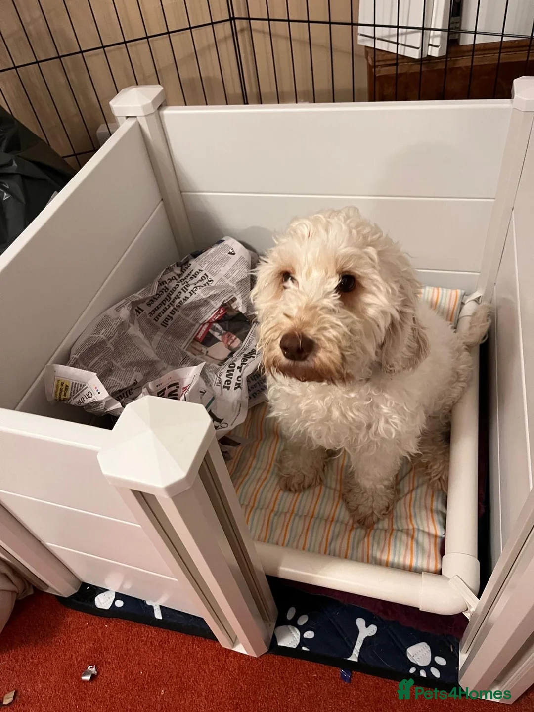 Cockapoo dogs for sale: Beautiful Cockapoo Girl - wonderful temperament  - Advert 2