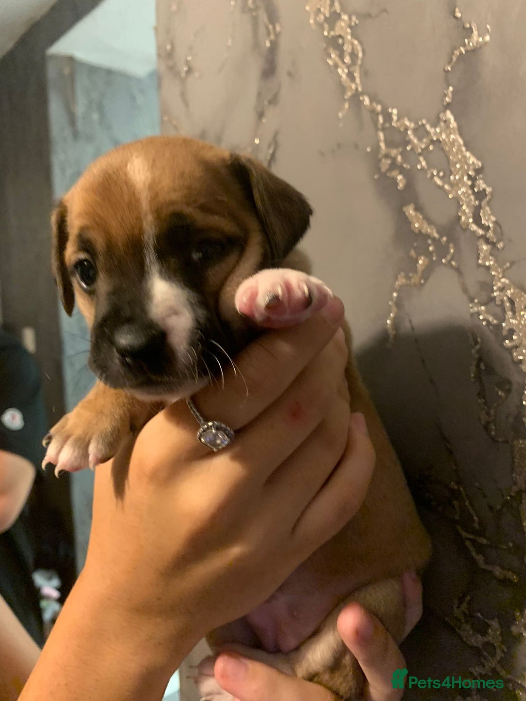 Jug dogs for sale: Beautiful litter of jack russle x jug - Image 15
