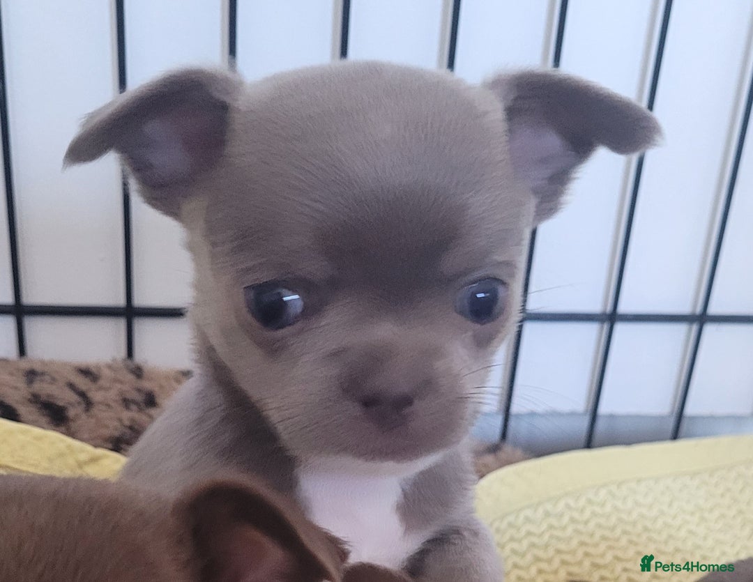 Chihuahua dogs for stud: KC lilac stud in Dagenham - Advert 14